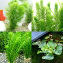 （水草）ライフマルチ（茶）メダカ・金魚藻セット（1セット）＋ホテイ草（1株）＋マツモ（3本）