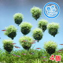 (水草)巻きたて リシア バルーン(無農薬)(4個)