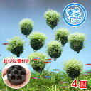 (水草)巻きたて リシア バルーン(無農薬)(4個) +おもり2個