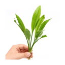 (水草)Sサイズ 国産 無農薬 アマゾンソード(草丈15〜20cm前後)(4株)