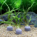 (水草)マルチリングブラック(黒) クリプトコリネ バランサエ(無農薬)(4個)