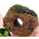 (水草)巻きたて ハネゴケsp.カメルーン産 穴あき溶岩石(...