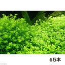 (水草 熱帯魚)ラージパールグラス(無農薬)(5本)+パール...