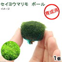 (水草)育成済み セイヨウマリモボール(無農薬)(1個)
