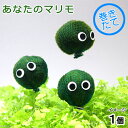 (水草)あなたのマリモ(無農薬)〜水辺工房〜(1個)