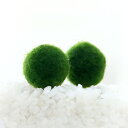 (水草)マリモ Mサイズ(無農薬)(6個)