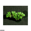(浮草)イチョウウキゴケ(3株)