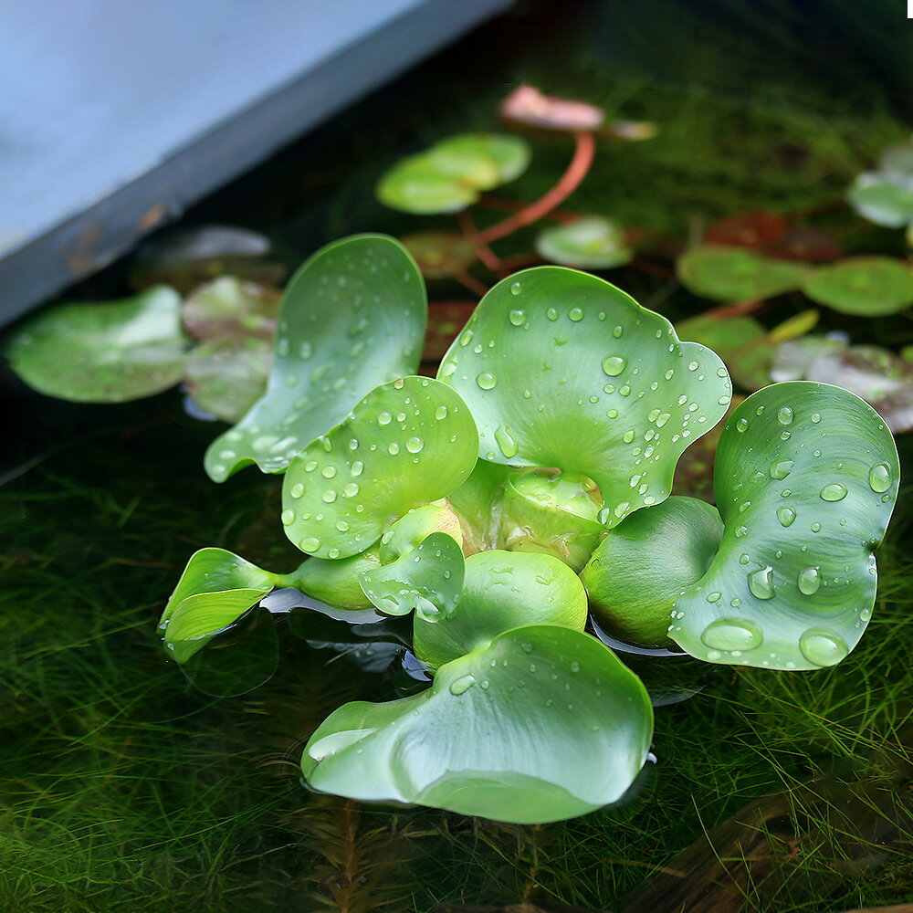 （ビオトープ／水辺植物）ホテイ草　国産（ホテイアオイ）（5株）　金魚　メダカ