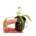 (水草)(B品) おまかせクリプトコリネ(水上〜半水中葉)(5ポット分)
