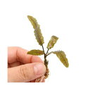 (水草)クリプトコリネ ウェンティー ブラウン(無農薬)(水中葉)(1株)