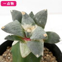 (観葉植物)B品 一点物 サボテン アリオカルプス 怒涛花牡丹(430546)接ぎ木 4号(1鉢)
