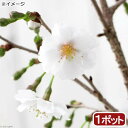 （山野草）盆栽　サクラ（桜）富士桜　3号　樹高10〜20cm前後（1ポット分）（休眠株）