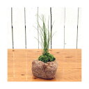 (観葉)苔盆栽 抗火石鉢植え ミズトクサ(1鉢)