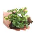 アーティフィシャルプランツ(人工水草)流木付 Boxwood(1個)