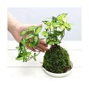 (山野草)オウゴンニシキ 苔玉作成キット(1セット) (休眠株)