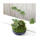 (盆栽)小山飾り風盆栽作成キット 生子鉄鉢 3号(1セット) (休眠株)