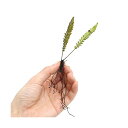 (水草)ブレクナム オブツサタム フランシー タイプB (ワイルド株)Sサイズ(1株) 沖縄別途送料