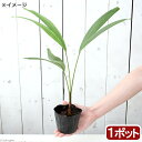 (観葉植物)マニラヤシの苗 3~4号(1ポット)
