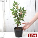(観葉植物)イチゴの木 ストロベリーツリー 白花 4号(1ポット)