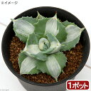 (観葉植物)アガベ 王妃雷神 白中斑 4号(1鉢)