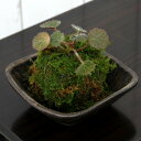 (盆栽)苔 私の小さな日本庭園 益子焼とおまかせミニ苔玉 炭化(1セット)観葉植物 コケ玉