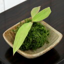 (盆栽)苔 私の小さな日本庭園 益子焼とおまかせミニ苔玉 還元(1セット)観葉植物 コケ玉