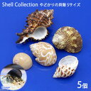 (海水魚 貝殻)やどかりの貝殻 Sサイズ おまかせ(殻口10〜20mm)(5個入り)(形状おまかせ)