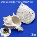 (海水魚 貝殻)やどかりの貝殻 Lサイズ おまかせ(殻口30〜50mm)(2個入り)(形状おまかせ)