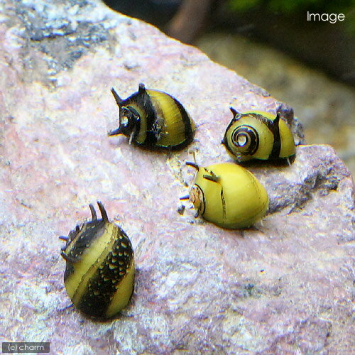 ▼カラーサザエ石巻貝（6匹）水槽や石の表面のコケを食べる！