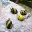 水槽や石の表面のコケを食べる！▼カラーサザエ石巻貝（6匹）