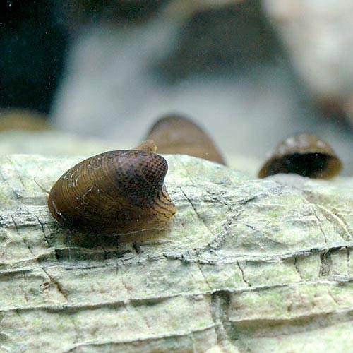 ▼コウモリカノコガイ（2匹）水槽や石の表面のコケを食べる！