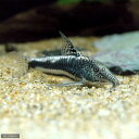 (熱帯魚)コリドラス・スーパーバイヤニーニョ(ワイルド)(1匹) 沖縄別途送料