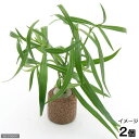 (水草)ライフマルチ(茶) ケニオイグサsp オレンジ(水上葉)(無農薬)(2個)