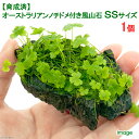 (水草)育成済 オーストラリアン ノチドメ付き風山石 SSサイズ(8cm以下)(無農薬)(1個)
