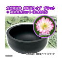 ■同梱不可・中型便手数料(ビオトープ)(水草)大型睡蓮鉢 超軽量タイプ ブラック+童歌育成セット 本州・四国限定 才数200