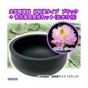 ■同梱不可・中型便手数料(ビオトープ)(水草)大型睡蓮鉢 超軽量タイプ ブラック+杏花春雨育成セット 本州・四国限定 才数200