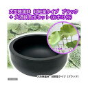 同梱不可・中型便手数料(ビオトープ)(水草)大型睡蓮鉢 超軽量タイプ ブラック+大酒錦育成セット 本州四国限定 才数200