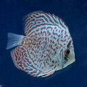 (熱帯魚)レッドダイヤモンド・ディスカス(Sサイズ)(1匹)...