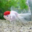 (国産金魚)飯田高頭丹頂 4〜7cm(1匹) 1,080円