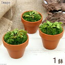 (食虫植物)ミニ食虫盆栽 ver.ハエトリソウ(1鉢)