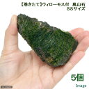 (水草)巻きたて ウィローモス 風山石 SSサイズ(8cm以下)(無農薬)(5個)