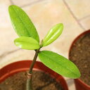 (観葉植物)マングローブ メヒルギ(雌蛭木) 3.5~4.5号(3ポット)