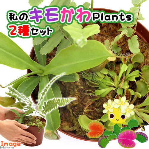 虫を捕食する脅威の植物！一風変わったインテリアにも！（食虫植物）私のキモかわPlants　2種セット　4号（1鉢）
