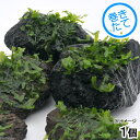 (水草)巻きたて おまかせ溶岩石 ホソバミズゼニゴケ付(無農薬)(1個)