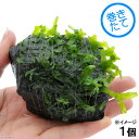 (水草)巻きたて 浅間溶岩石 ホソバミズゼニゴケ付(無農薬)(1個)