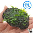 (水草)巻きたて 富士ノ溶岩石 ホソバミズゼニゴケ付(無農薬)(1個)