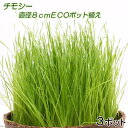 (観葉)チモシー 直径8cmECOポット植え(無農薬)(3ポット) 猫草