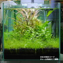 (水草)国産ヘアーグラスマット(水上葉)(約25cm×25cm)(無農薬)(2シート分)