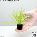 (水草)マルチリングブラック(黒) チェーンアマゾン(水中葉)(無農薬)(3個) 北海道航空便要保温