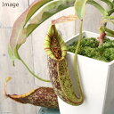 (食虫植物)ウツボカズラ ネペンテス ダイエリアーナ 5号(1鉢)